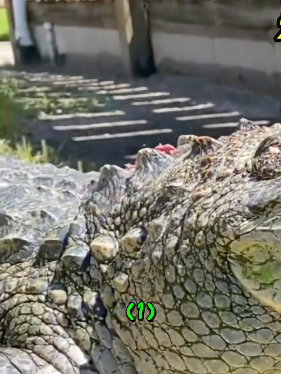一条嘴巴长得像马桶盖的鳄鱼,你知道有多萌吗1