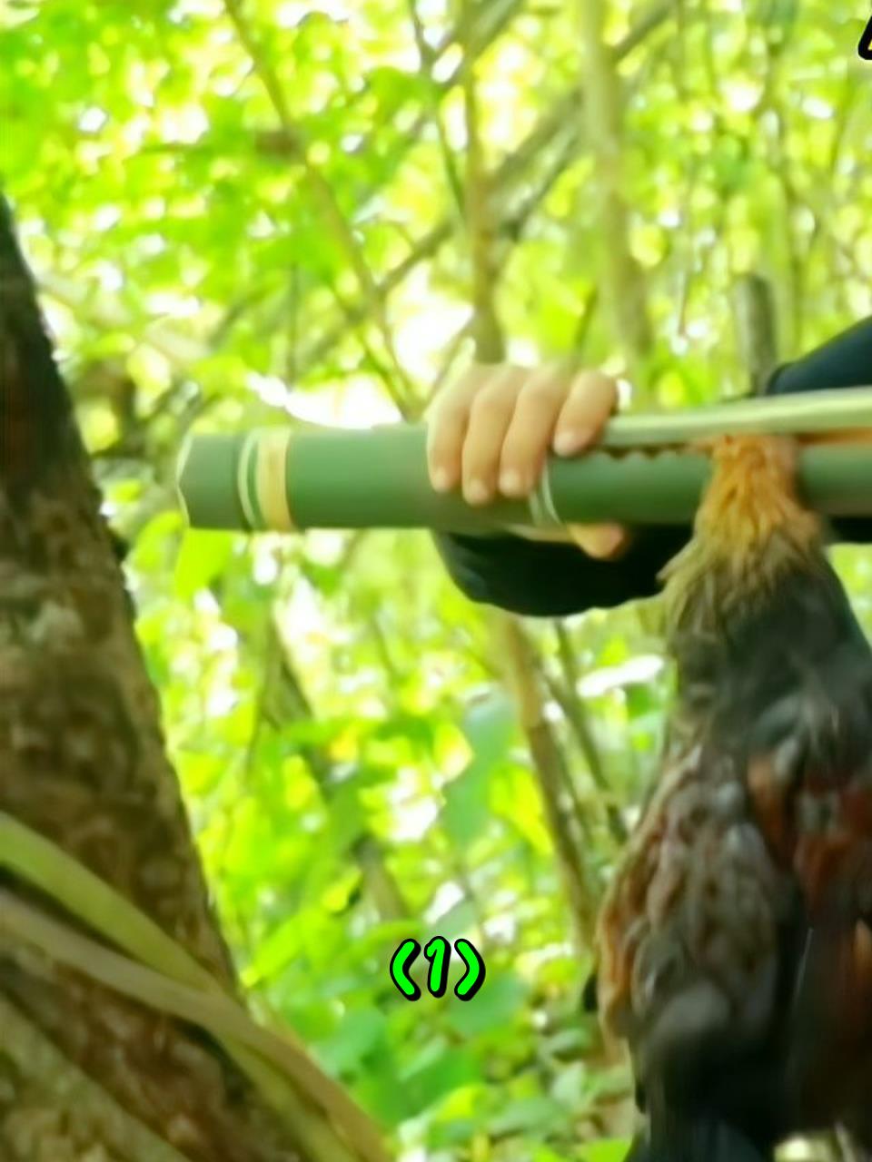 泰国美女仅用两根竹管,制作陷阱捕获野鸡1