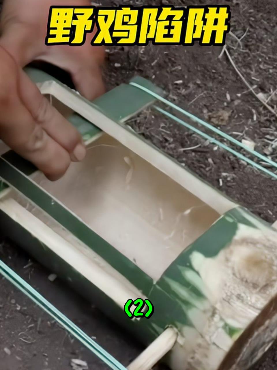 越南老表制作了一款野鸡捕捉器,简单又实用2