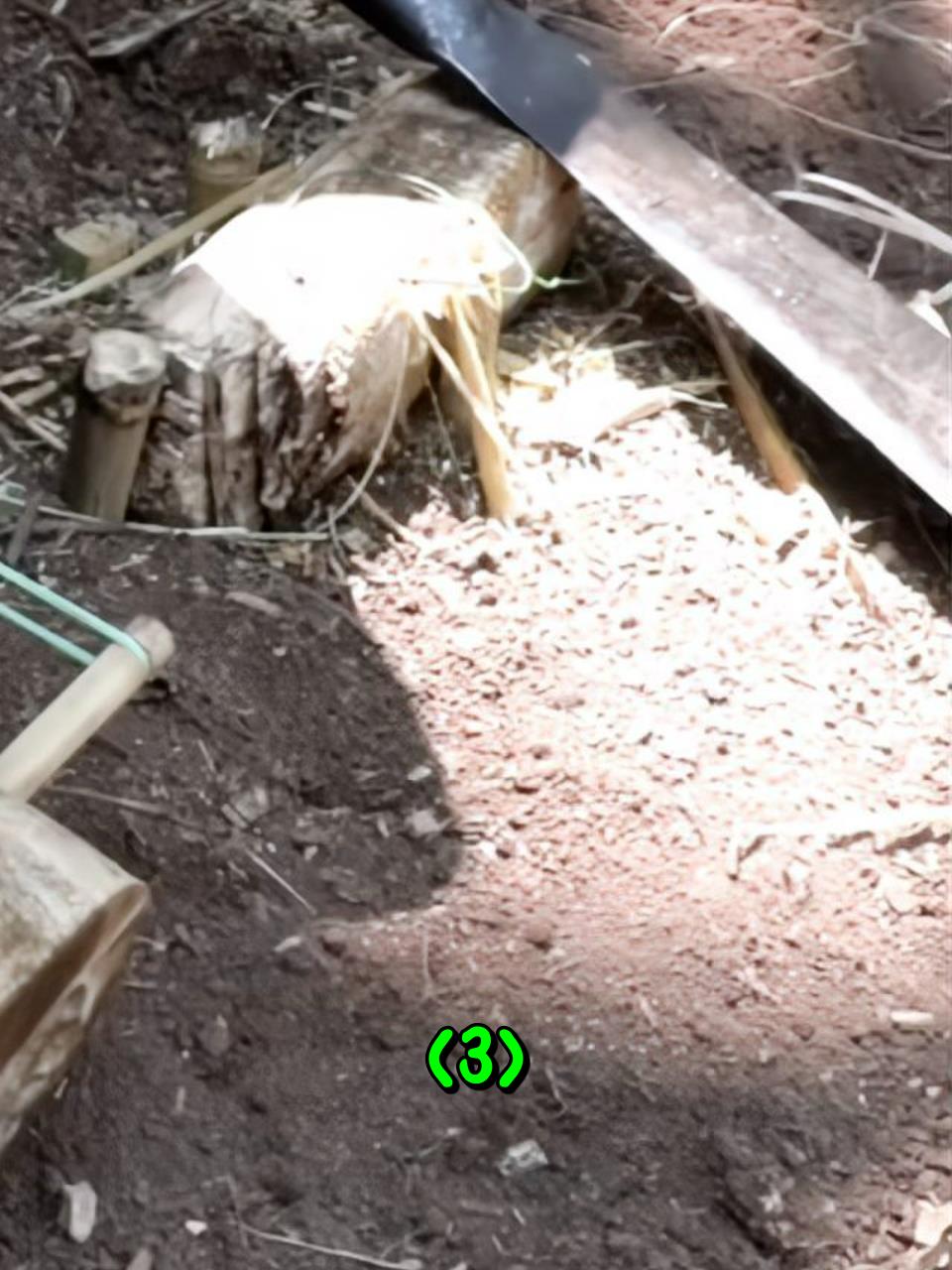 越南老表制作了一款野鸡捕捉器,简单又实用3