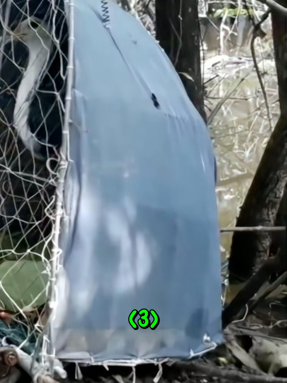 这绝对是鸟类中的叛徒,帮助人类诱捕自己的同类3
