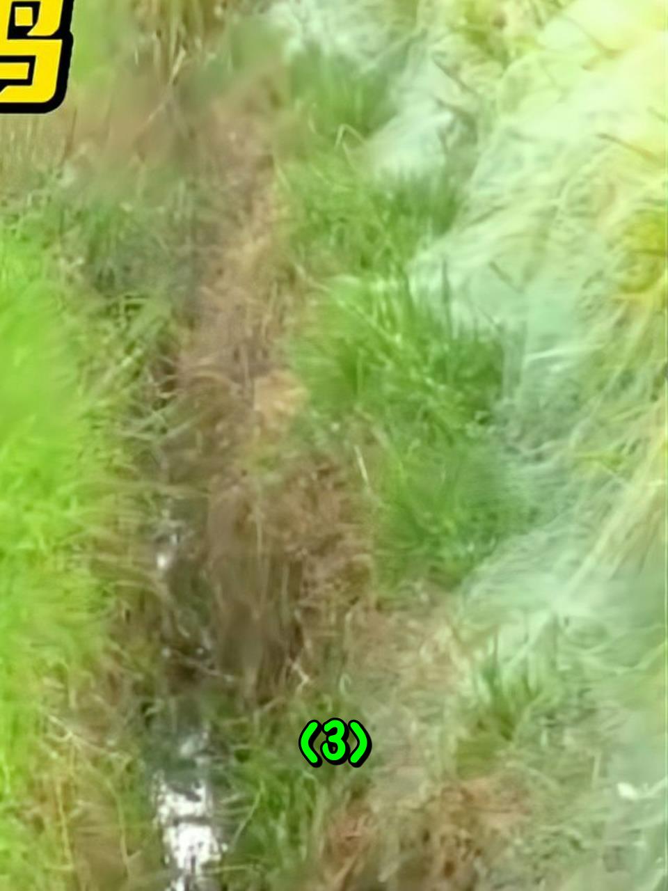 秘鲁农民仅用几张破渔网,捕获稀有的稻花鸡3