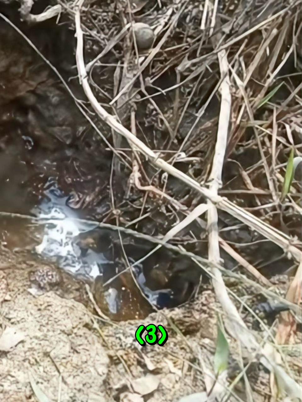 男子在户外钓出了一条巨大的变异鳗鱼3