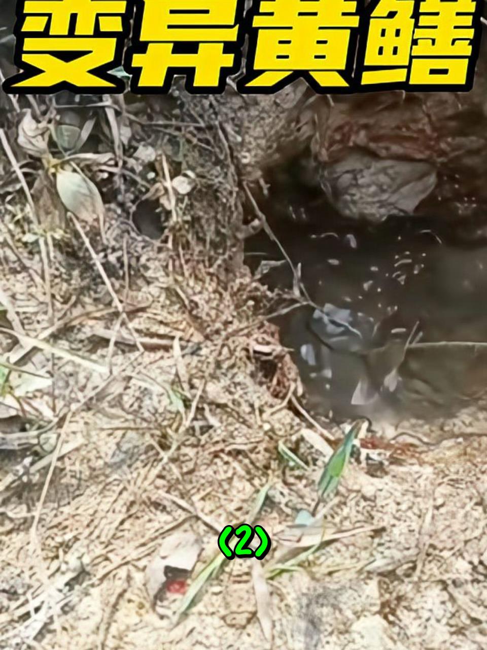 男子在户外钓出了一条巨大的变异鳗鱼2
