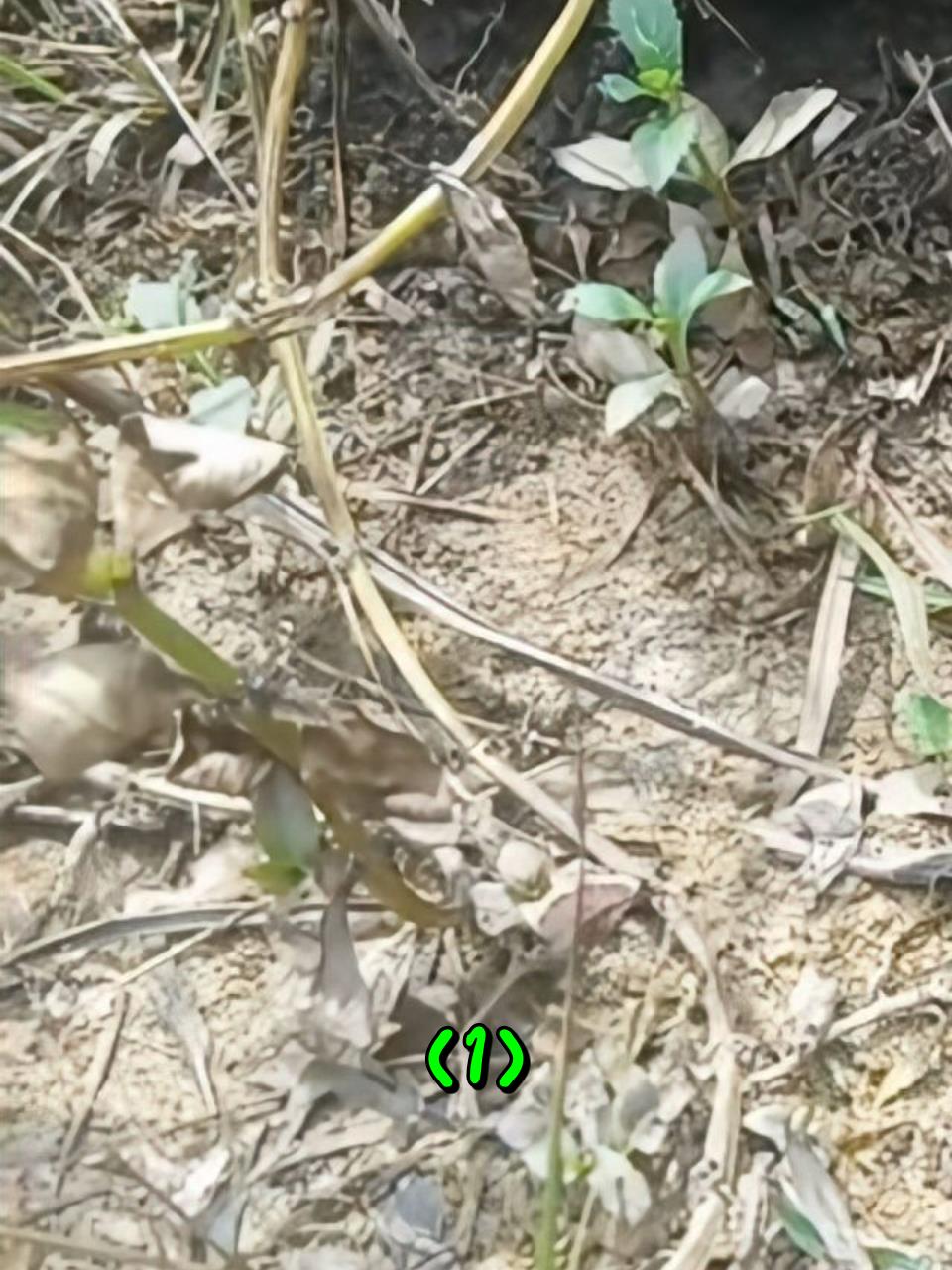 男子在户外钓出了一条巨大的变异鳗鱼1