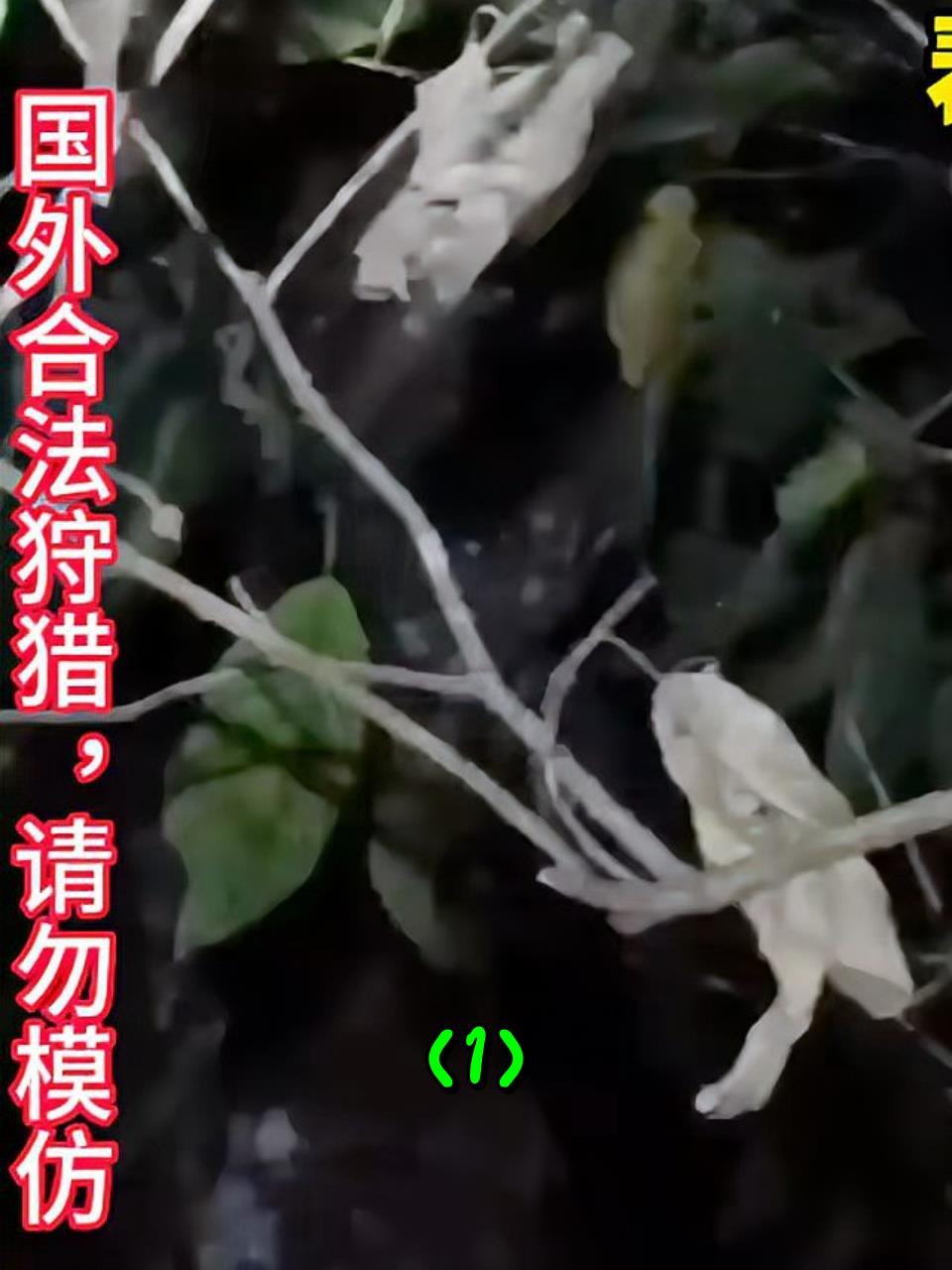 泰国美女使用弹弓,独自在深山里,捕猎竹鸡1