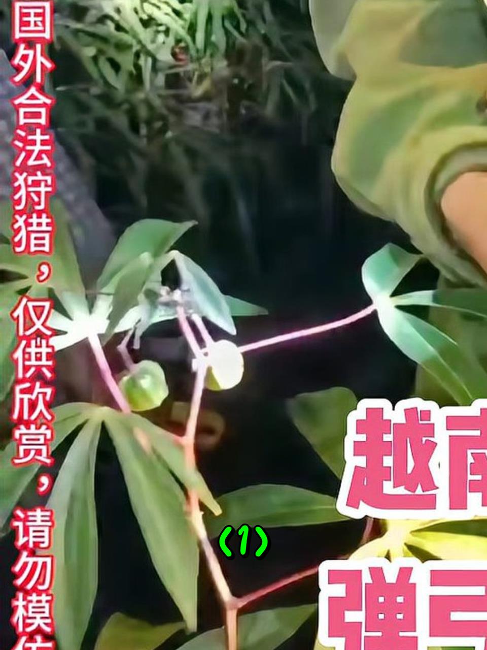 越南几位小伙,自己制作弹弓,在深山里捕猎竹鸡1