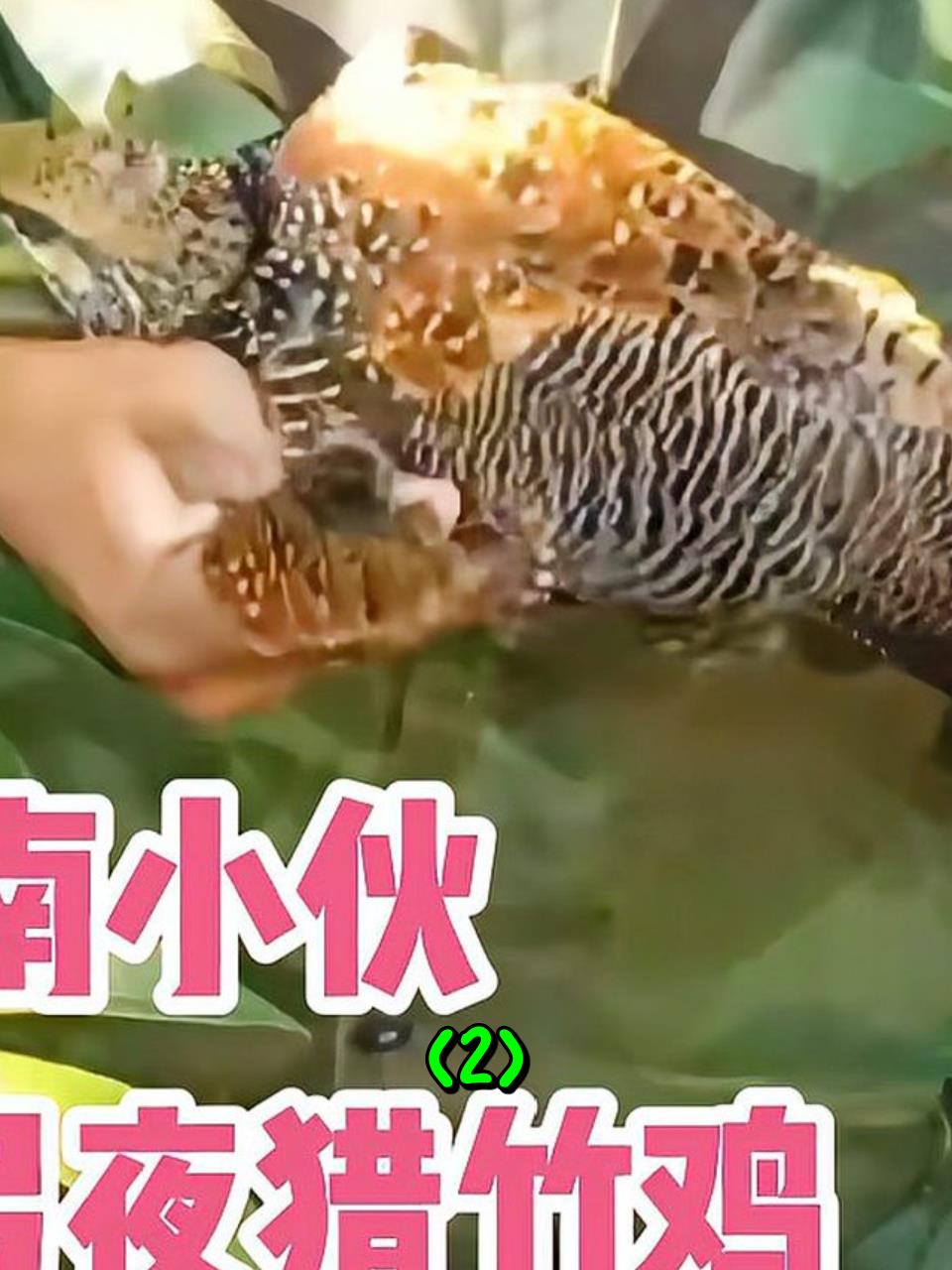 越南几位小伙,自己制作弹弓,在深山里捕猎竹鸡2