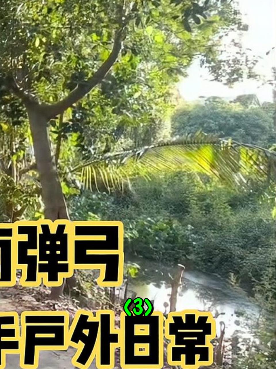 越南弹弓大拉高手,户外捕猎噪鹃日常3