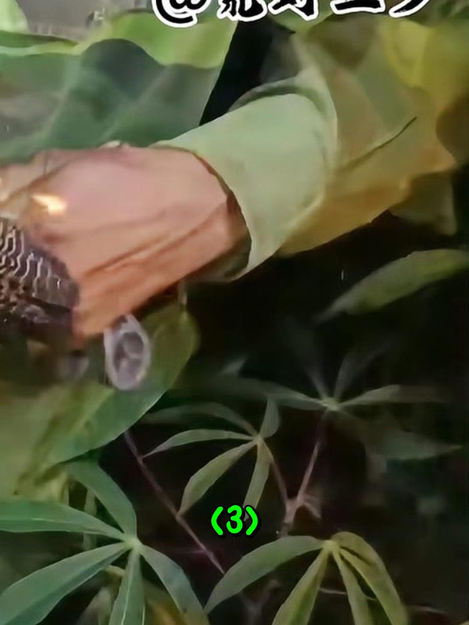 越南几位小伙,自己制作弹弓,在深山里捕猎竹鸡3