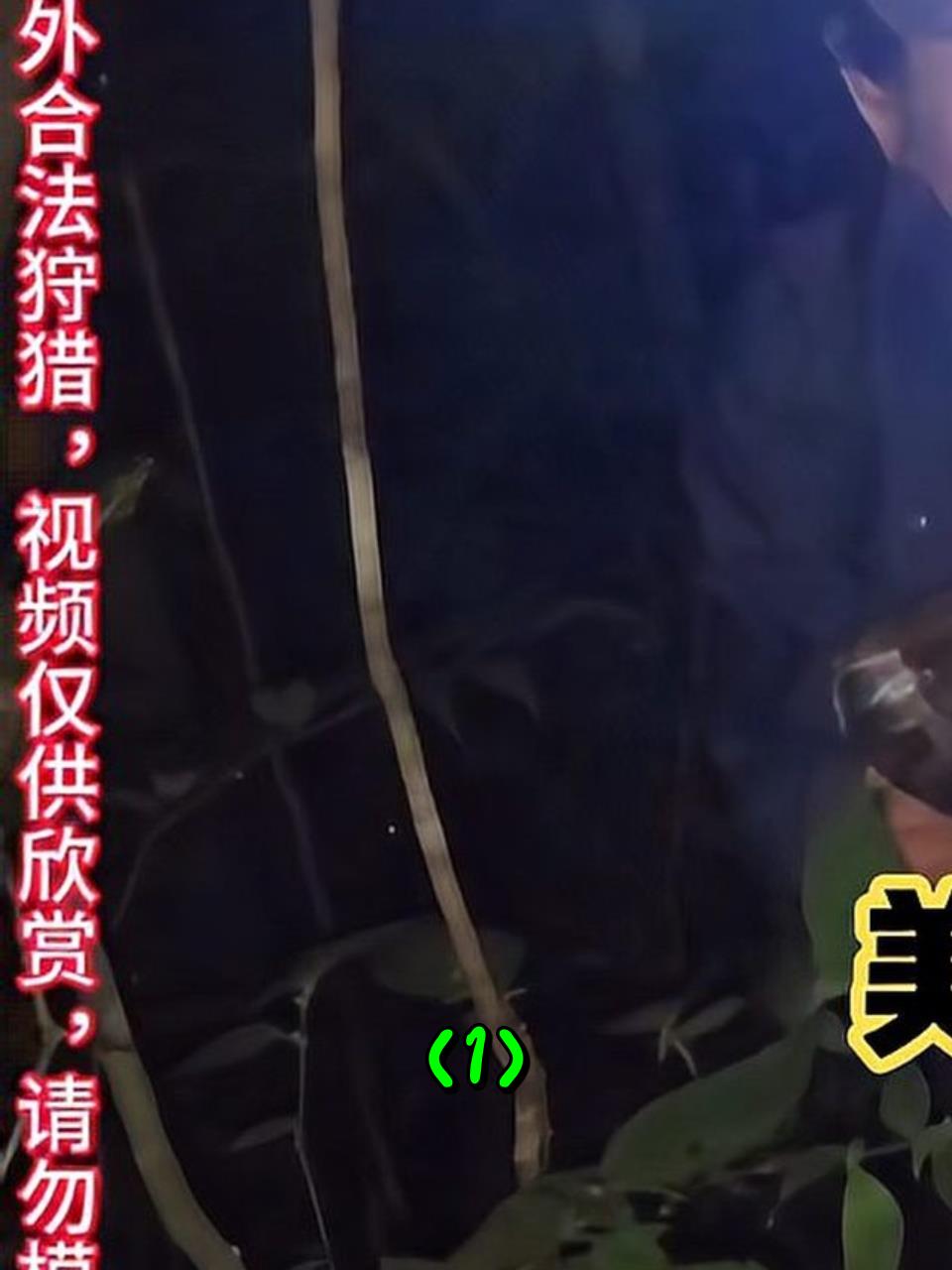 泰国美女夫妻,在深山里捕猎竹鸡,偶遇毒辣条太吓人了1