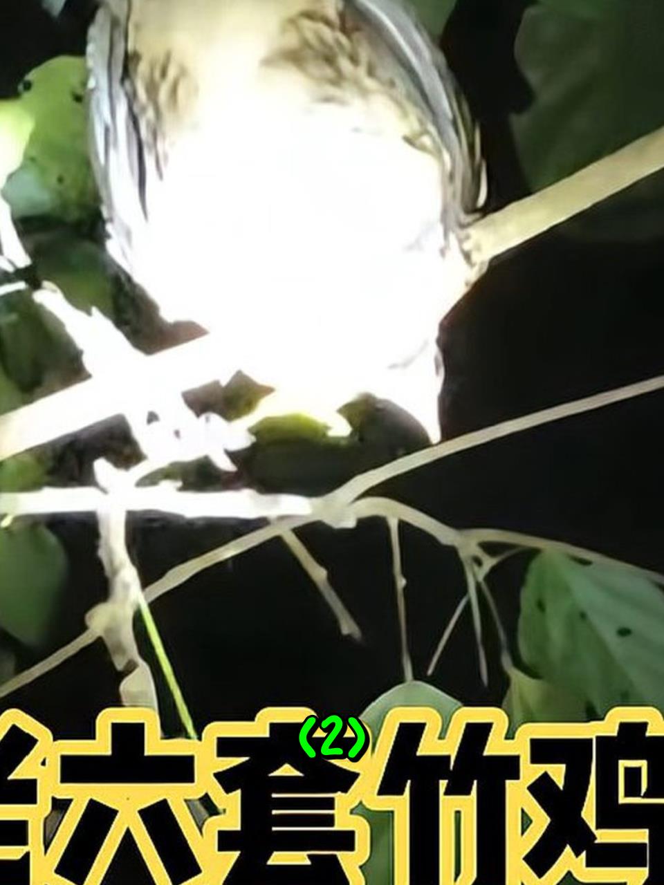 泰国小哥独自一个人,深山里打猎,再次上演绝活套竹鸡2