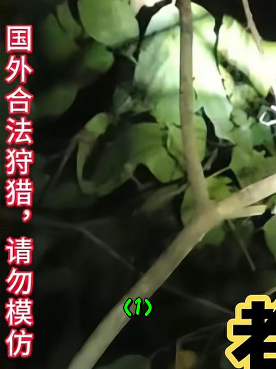 泰国小哥独自一个人,深山里打猎,再次上演绝活套竹鸡1