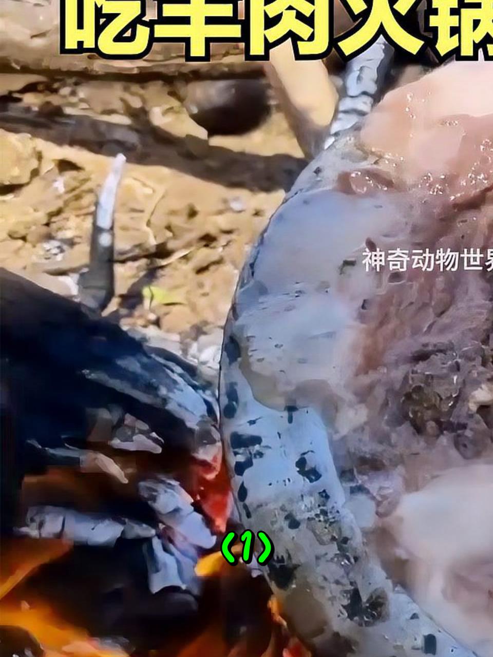哈扎比人狩猎到一只大羚羊,就地开膛破肚做成羊肉汤锅1