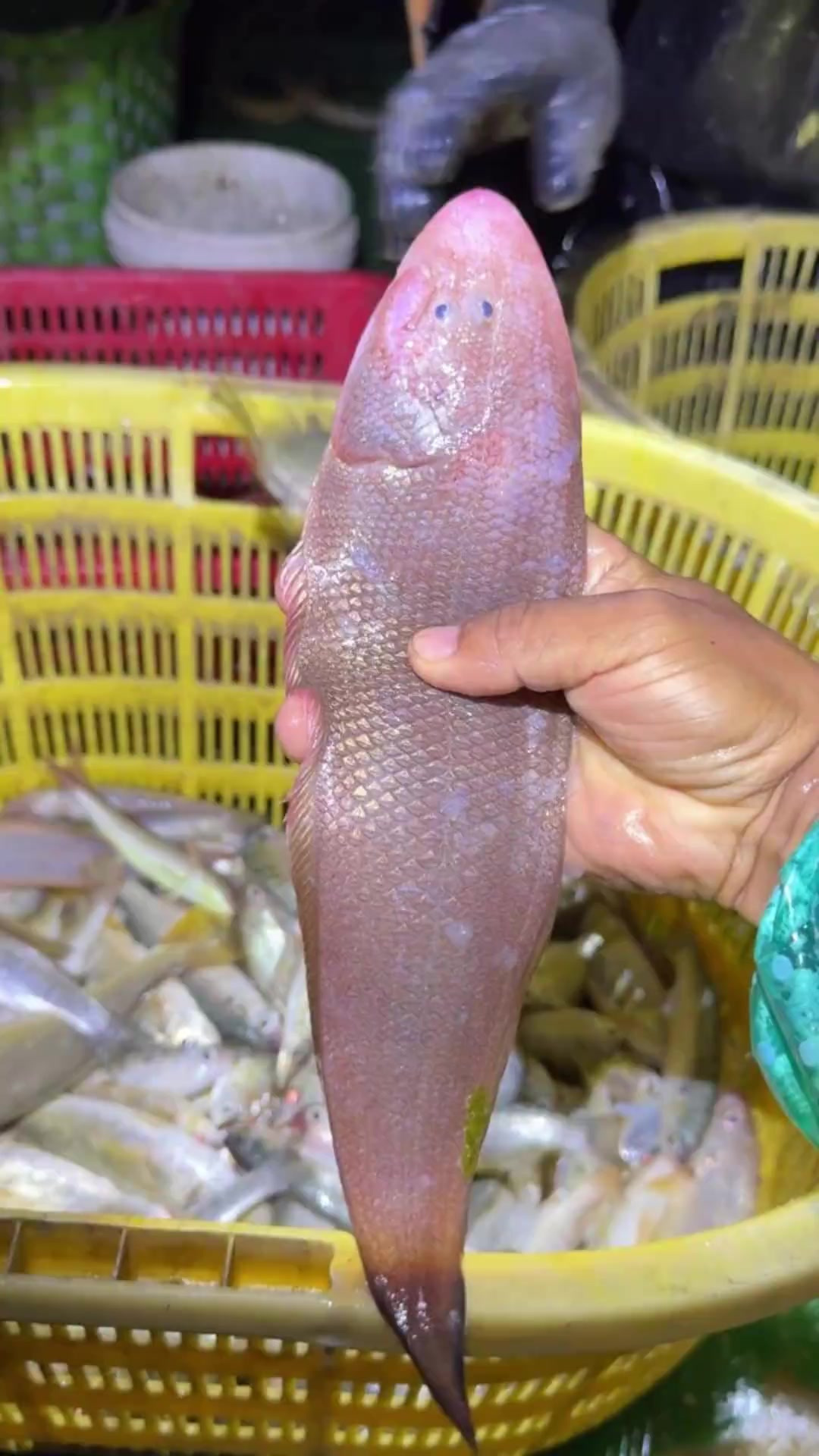 浙江杭州的郑老板,别忘了在琼州海峡有一条魔鬼鱼在为你游啊游