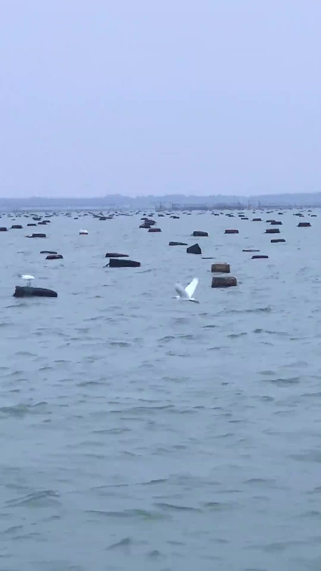 今天出海竟然捕获一条海中白银:马友鱼!