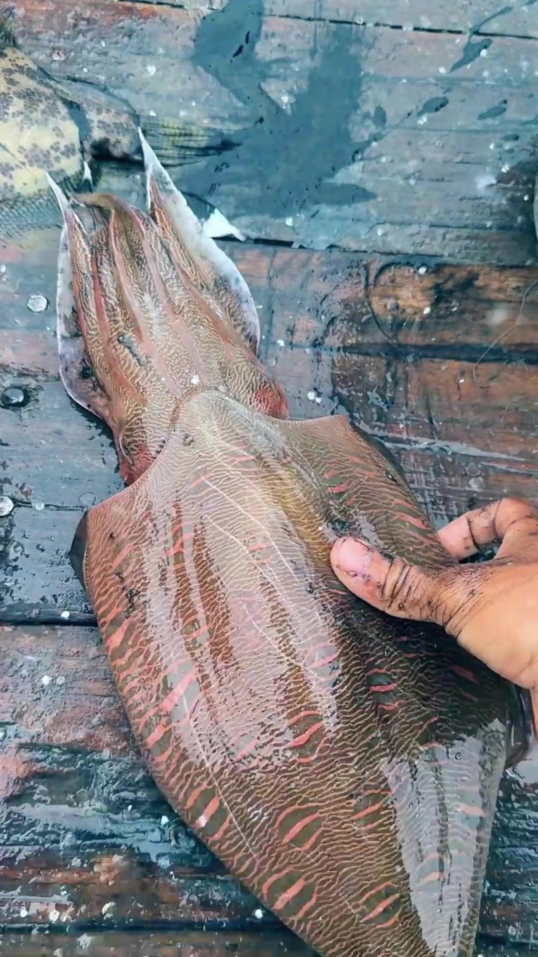 代陕西神木市高老板出海捕鱼，爆网爆网！