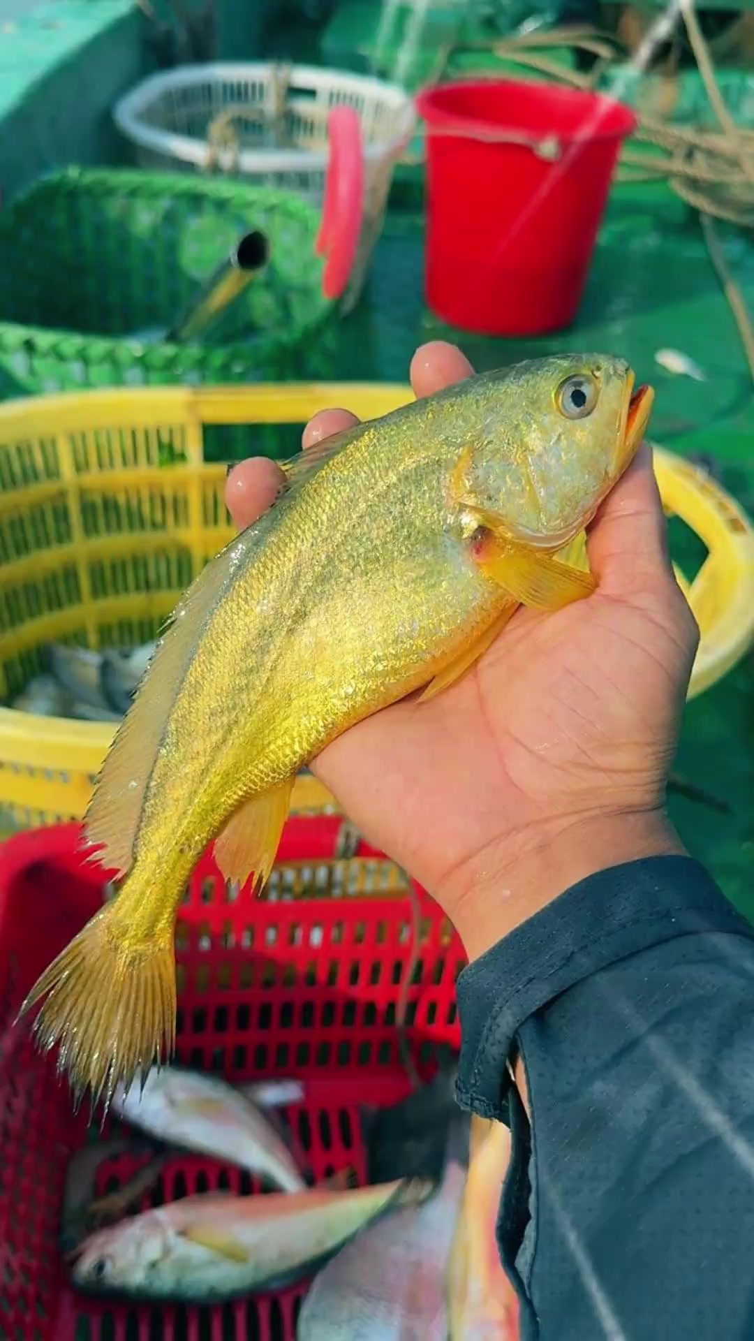 是谁说的风浪越大鱼越贵？风浪不大，鱼也照样贵！