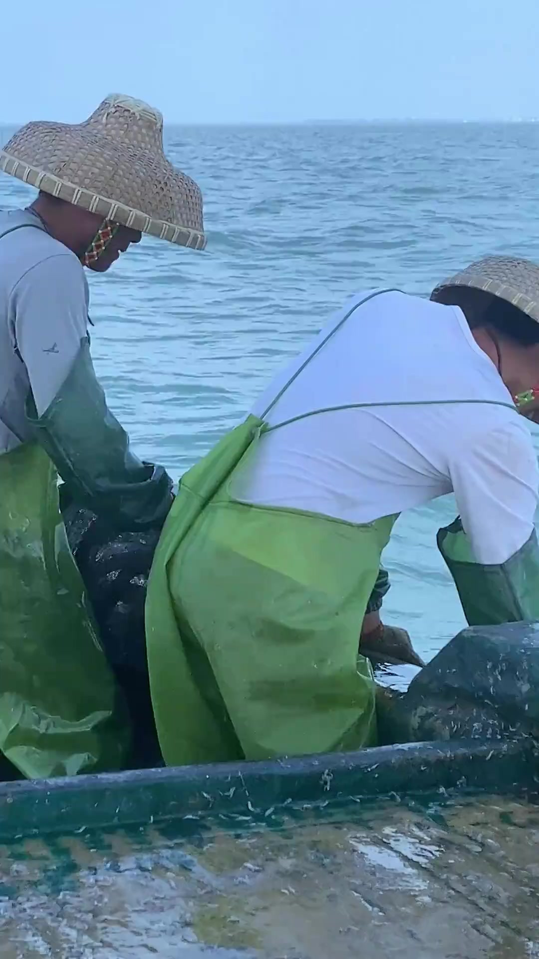 你们见过海地瓜吗?