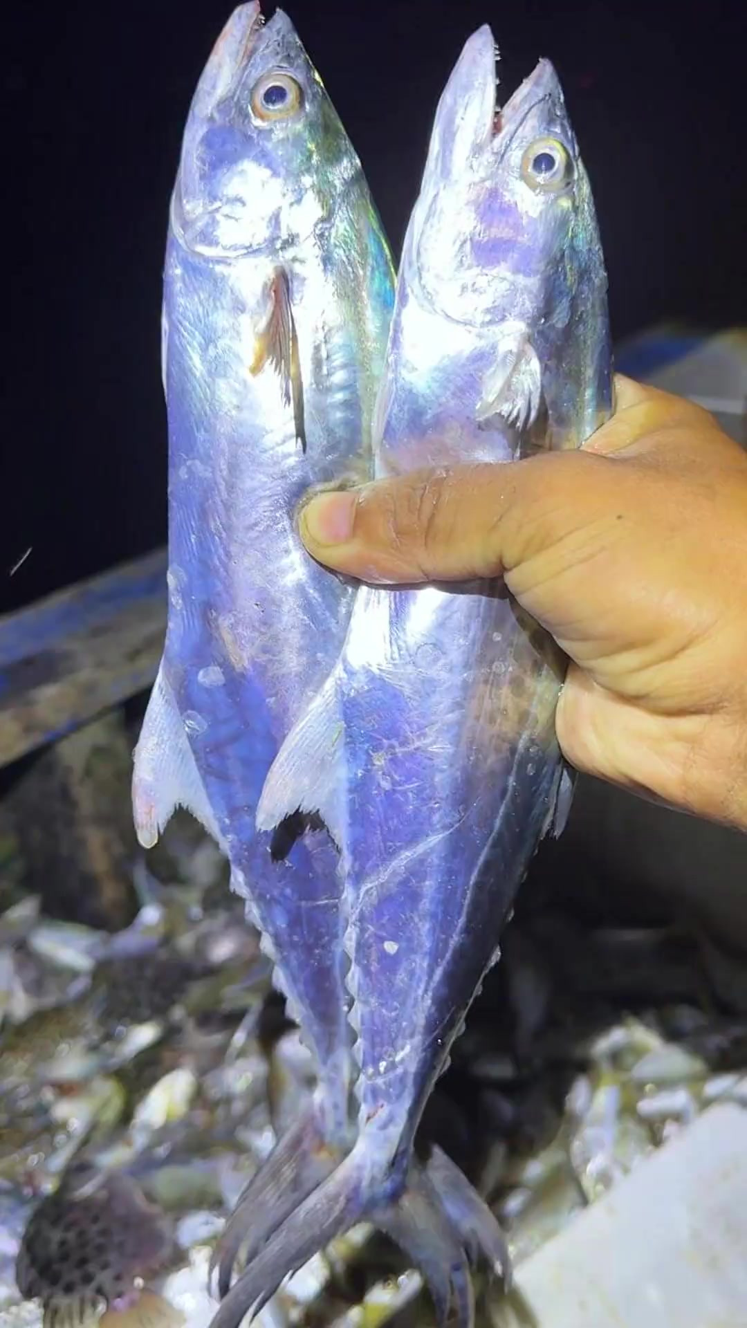 合肥刘老板4800元包船捕鱼，竟网网大爆，这波到底值不值？