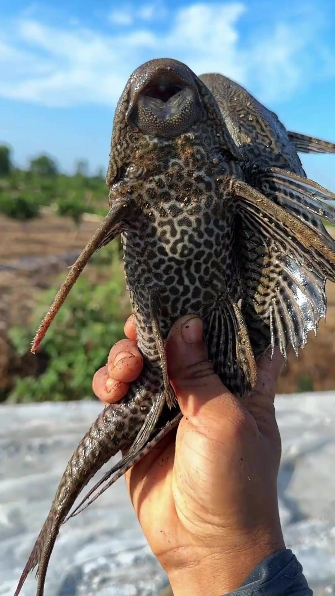河边围剿清道夫,解锁“淡水石斑鱼”却磕伤腿,这趟除害太波折了