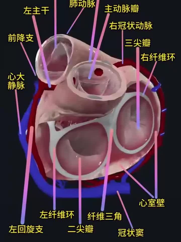 心脏的解剖结构!
