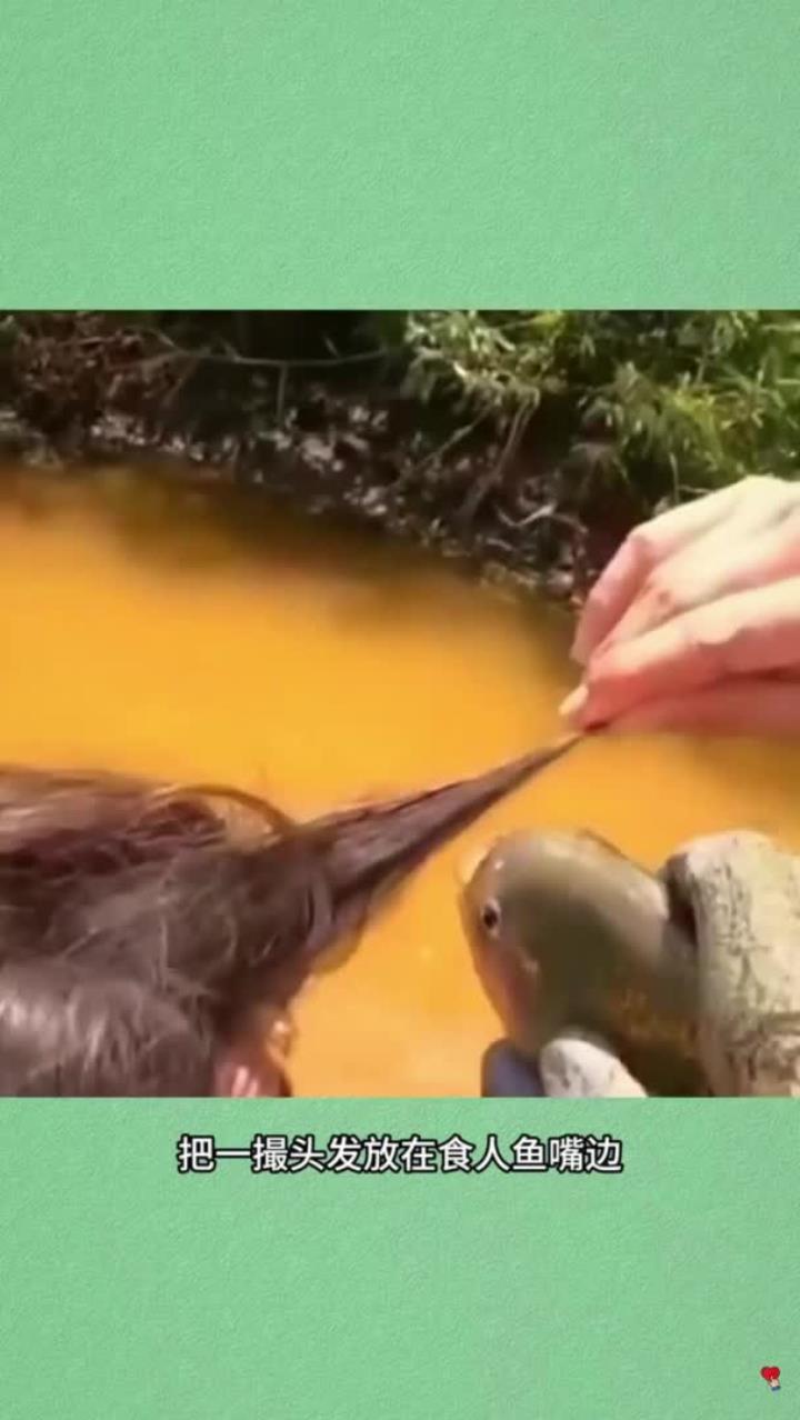 亚马逊河中的食人鱼,咬合力能有多强悍?遇到又该怎么办?