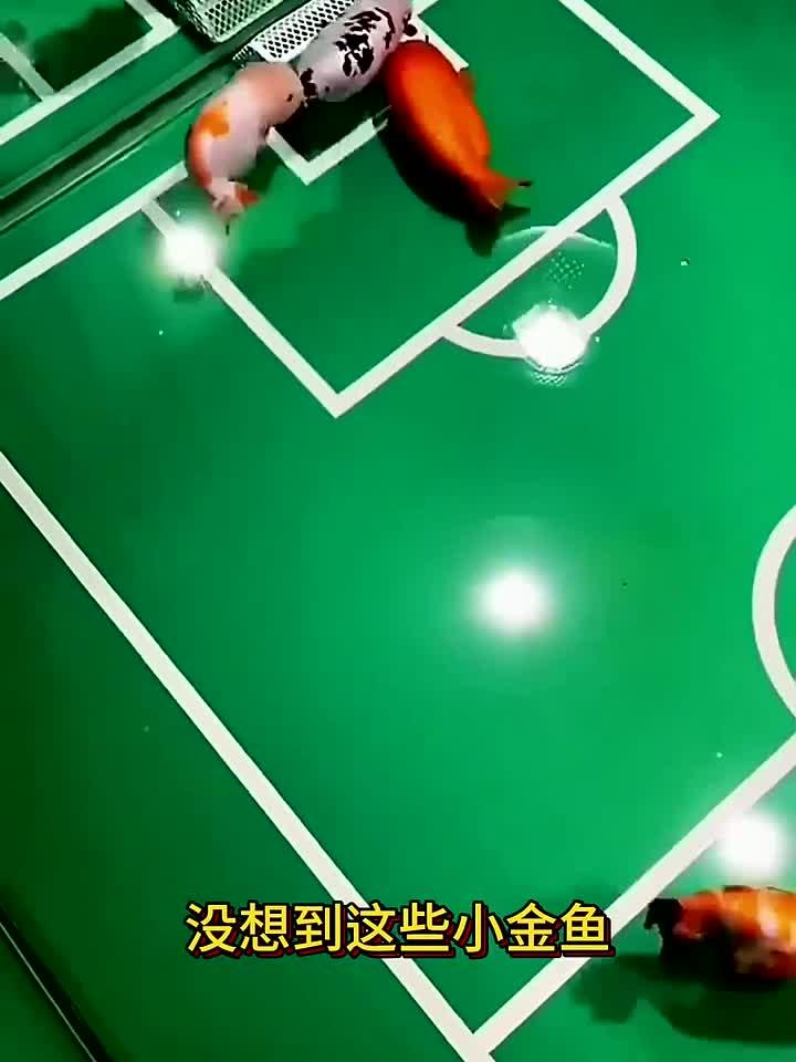 小金鱼踢足球,精准的运到了球门