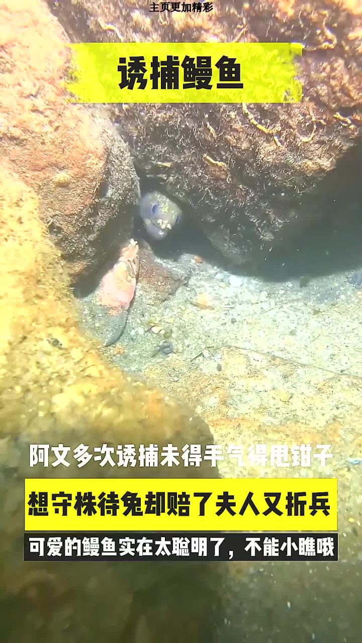 鳗鱼太聪明了,诱捕未遂,又赔了一条小鱼干
