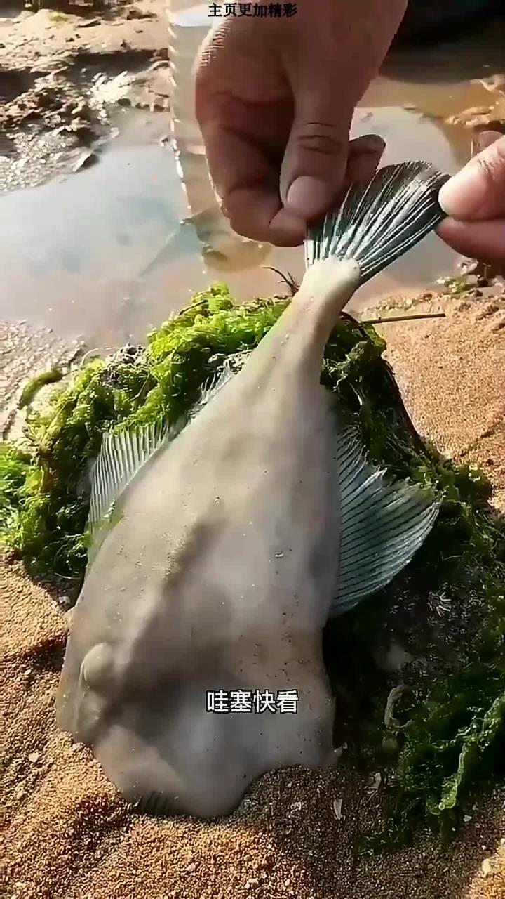 今天发现一条尾巴蓝蓝的鱼,听说叫老鼠鱼,老鼠鱼也叫扒皮鱼、马面鱼