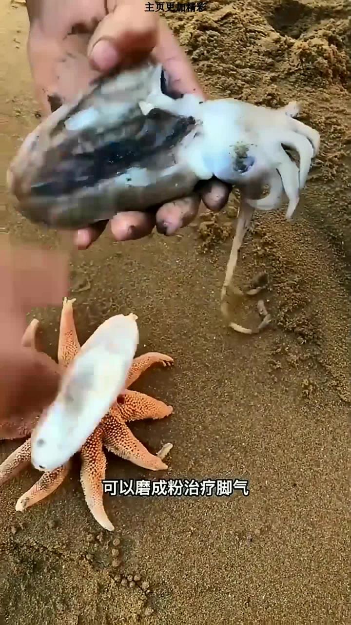 怎么取墨鱼骨
