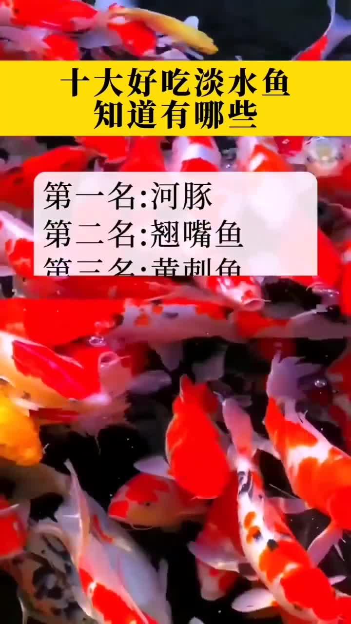 十大好吃的淡水鱼,你知道哪些?