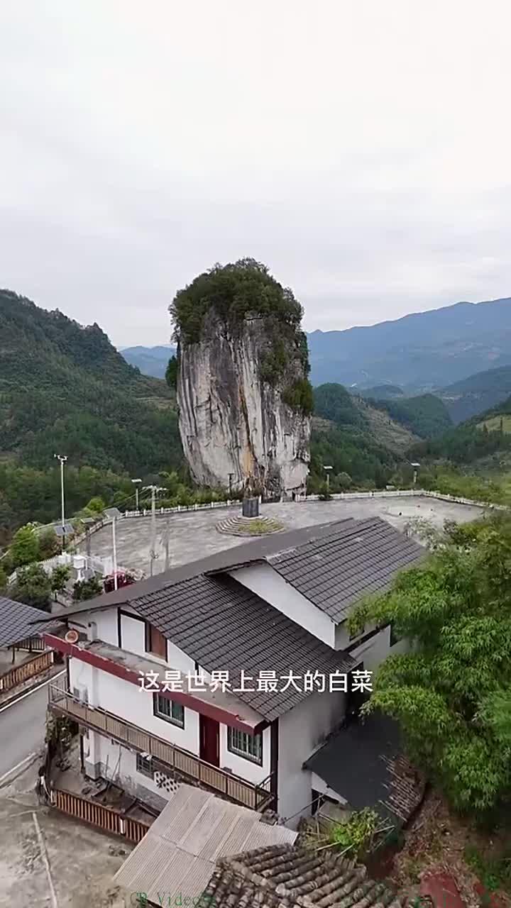 这是世界上最大的白菜,重达50万吨以上旅游风光推荐