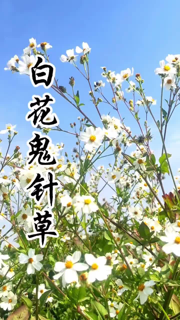 白花鬼针草，可以作为野菜食用，有黄色和白色两种，也叫婆婆针，一包针，种子喜欢粘附