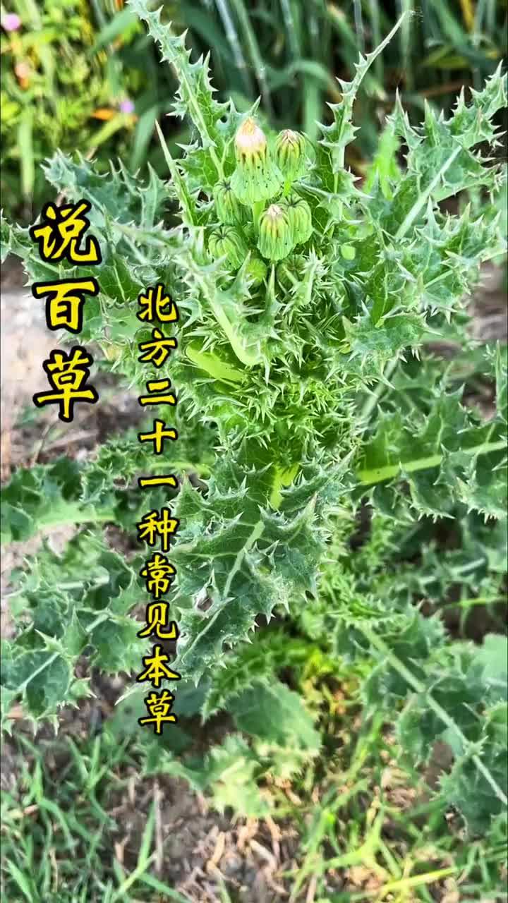 北方常见的几种野菜，看看你能认识几种，你们那里叫什么名字！