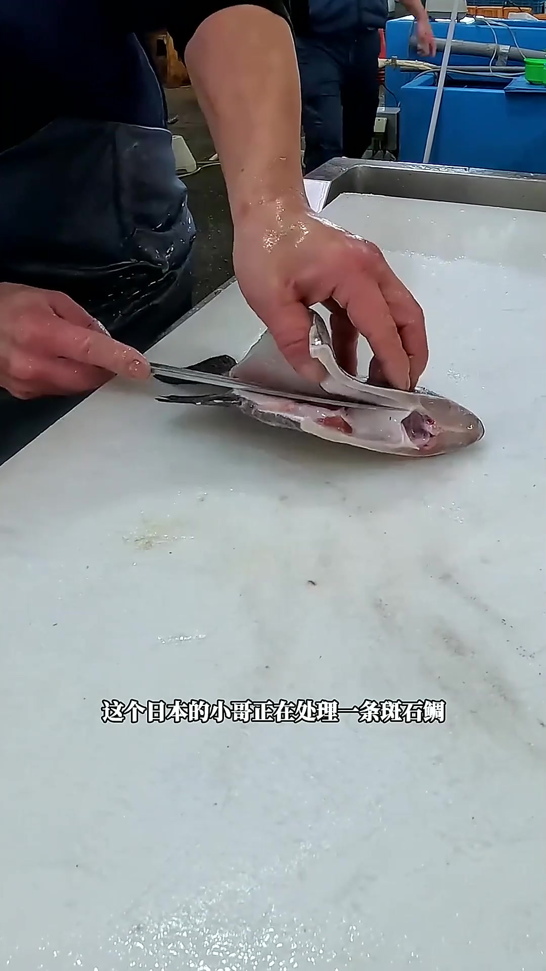日本人都是如何处理鱼的,这种鱼你应该不常见