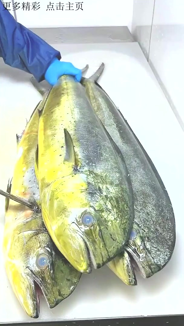 日本人都是如何处理鬼头刀鱼的,真是让人大开眼界啊刺身美食