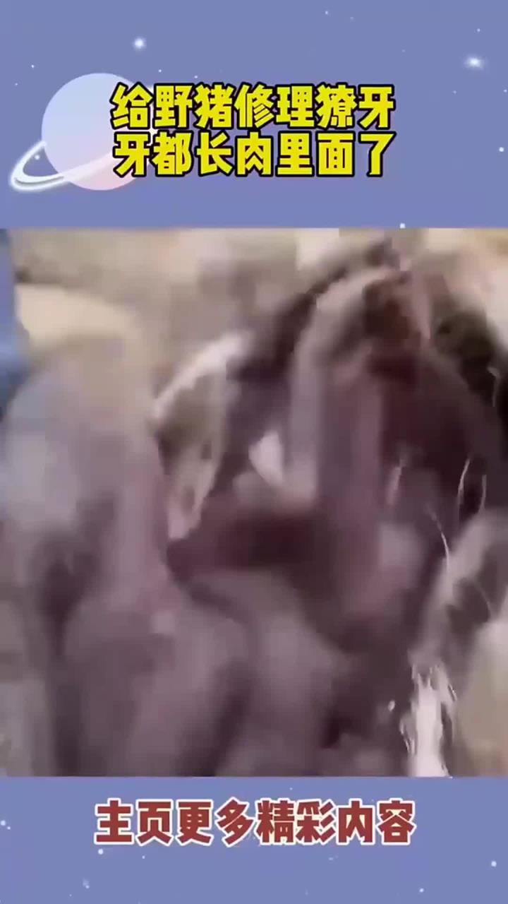 给野猪修理獠牙,牙都长肉里了