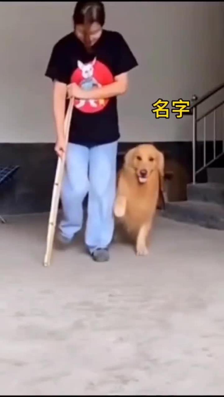 搞笑萌宠家有萌宠动物趣事狗都成精了