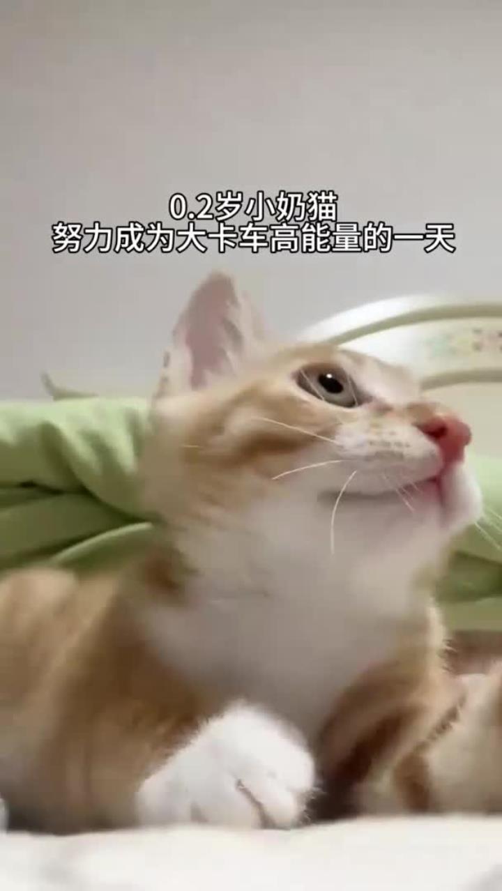 我考虑要炮台再长大一点做驱虫和打疫苗,看了别的小猫咪的不良反应