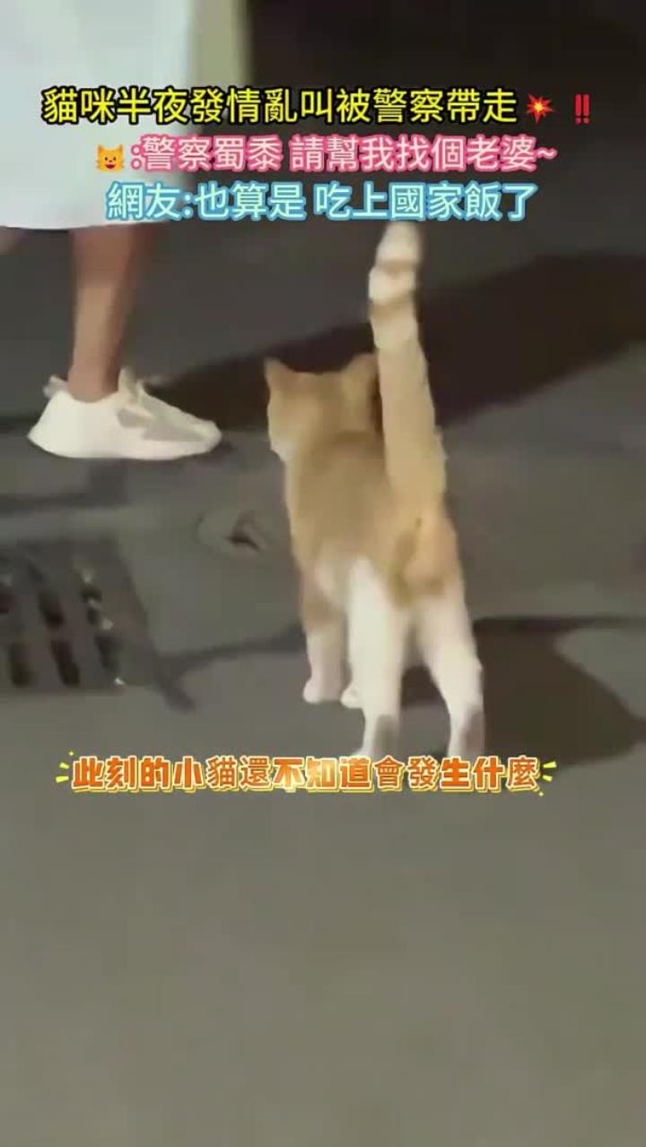 橘猫被警方带走引热议!网友:这波是吃上国家饭了!