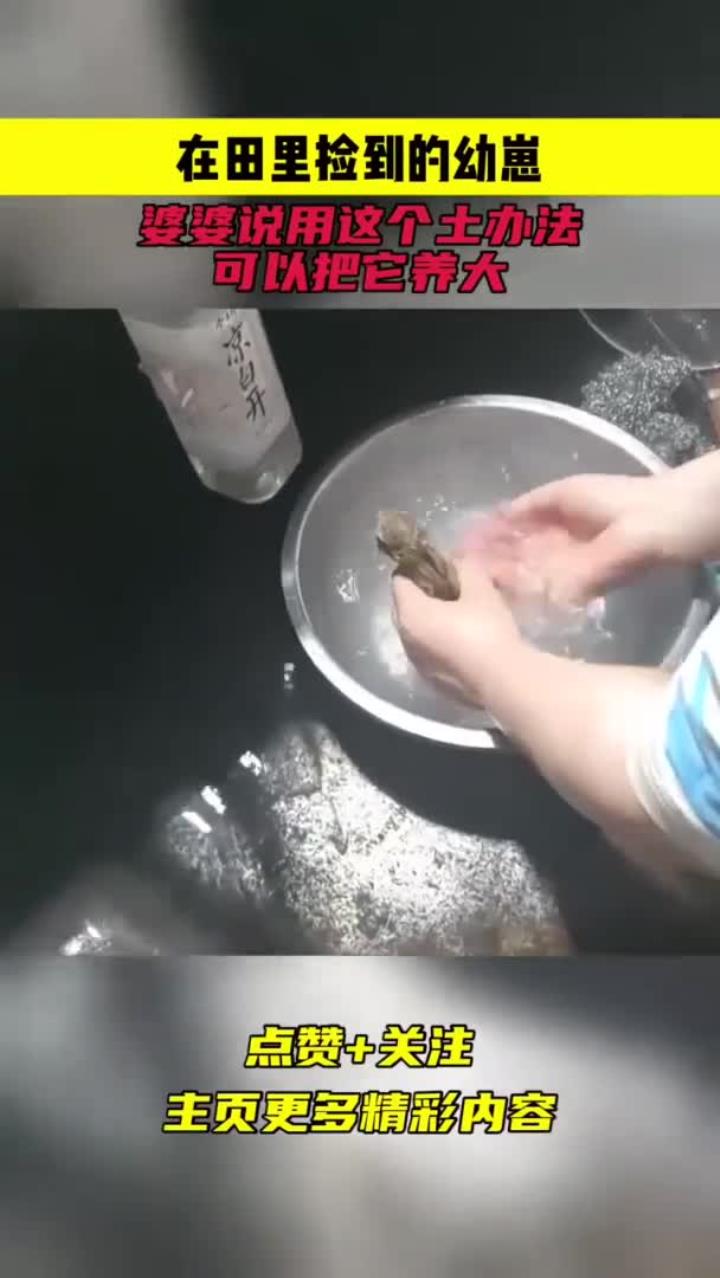 在田里捡到的幼崽,婆婆说用这个土办法,可以把它养大