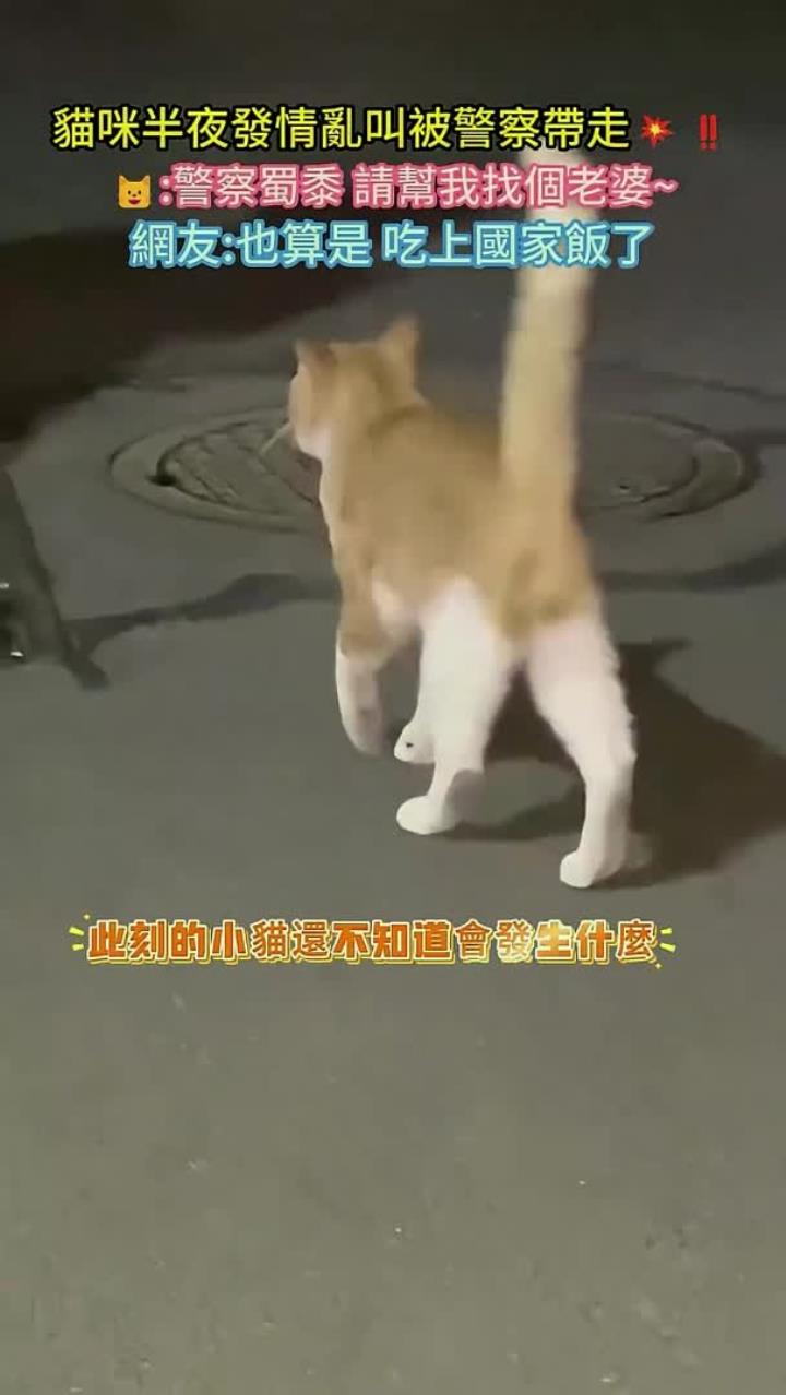 橘猫被警方带走引热议!网友:这波是吃上国家饭了!