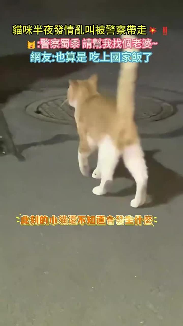 橘猫被警方带走引热议!网友:这波是吃上国家饭了!
