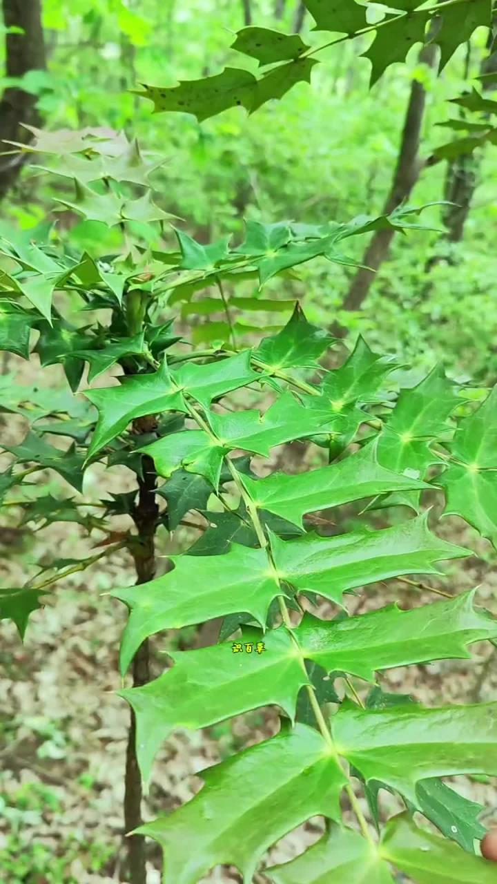 识百草 十大功劳，皂角刺，五加皮，翻白草，牛蒡，紫苏，金刚藤，金银花，牡丹，灯芯