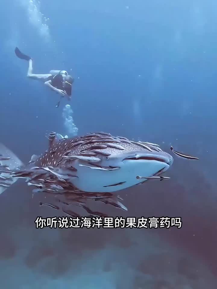 海洋界的“狗皮膏药”吸盘鱼凭实力躺赢！