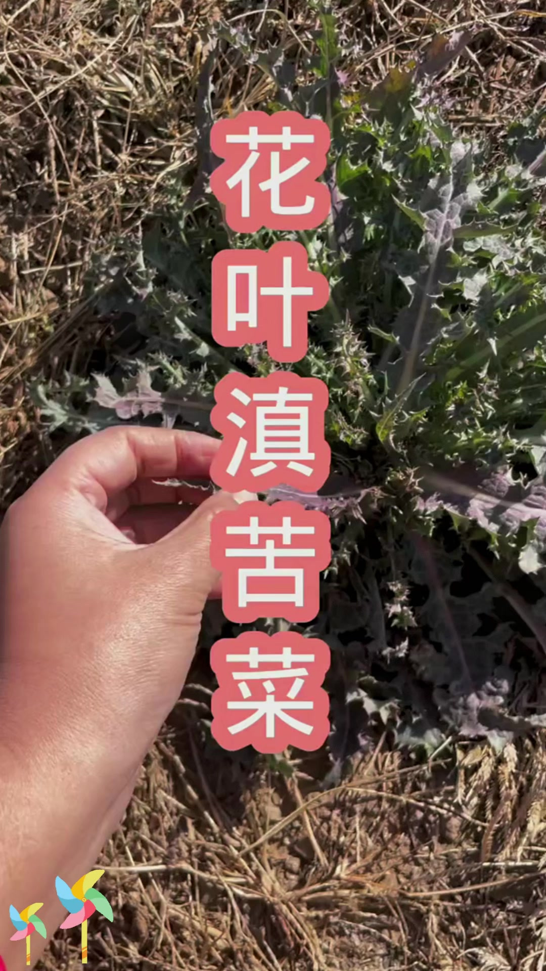 滇苦菜与蒲公英:花叶滇苦菜,和蒲公英咋区分?
