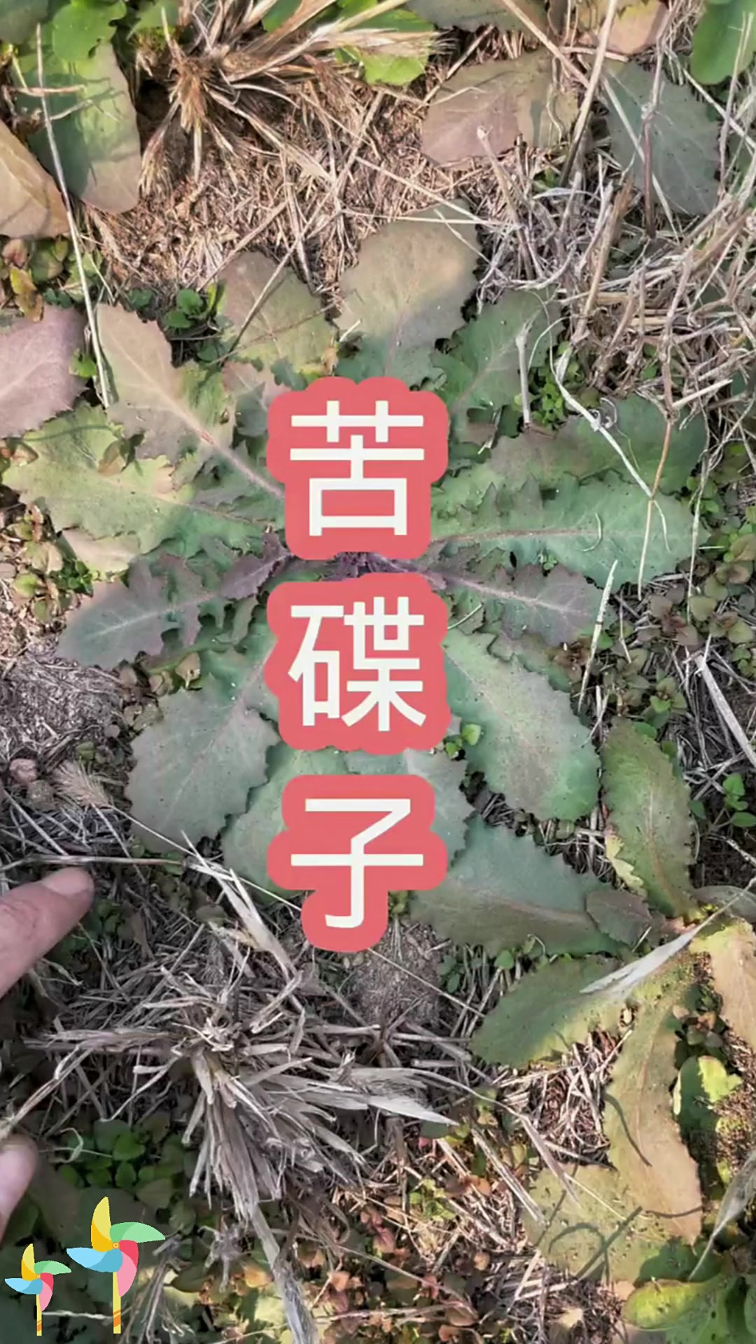 苦碟子:苦碟子亮相,它有什么特别地方?