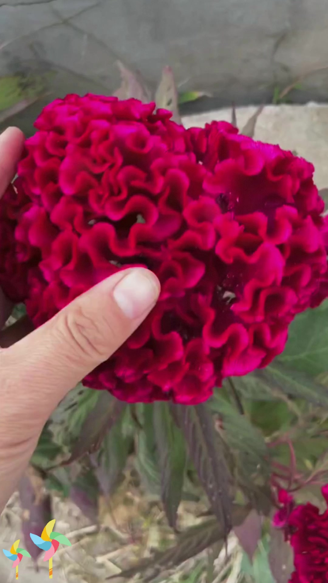 鸡冠花煲汤:鸡冠花煲鸡汤,女同胞的喜爱!