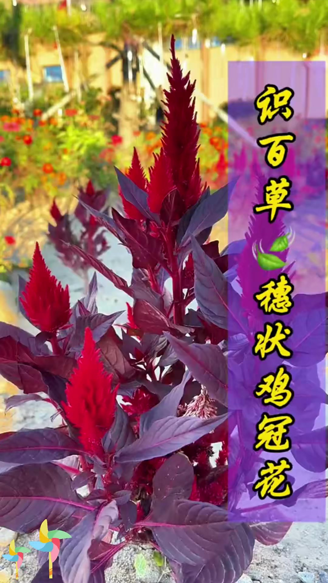 熟悉红叶穗状鸡冠花吗?快来找找,家乡有它吗?